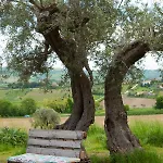 Le Piume * Cupramontana