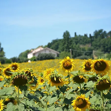 Alojamento de Acomodação e Pequeno-almoço Le Piume Cupramontana