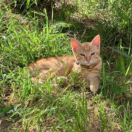 Le Piume Alojamento de Acomodação e Pequeno-almoço *