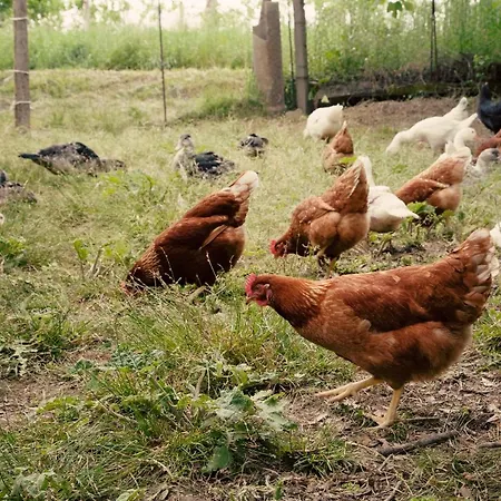 Alojamento de Acomodação e Pequeno-almoço Le Piume Cupramontana