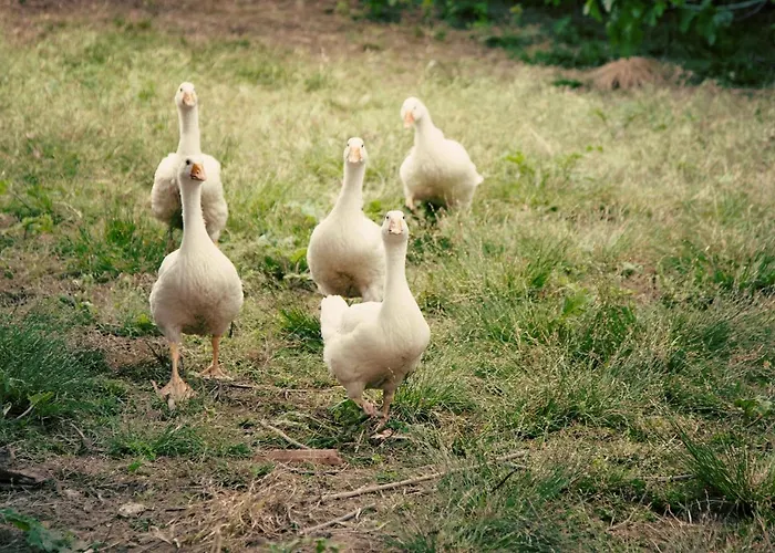 Le Piume Bed & Breakfast Cupramontana