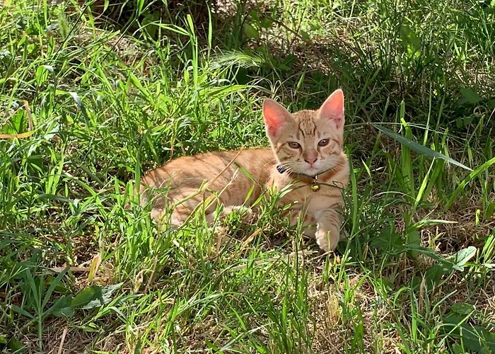 Le Piume Bed & Breakfast *